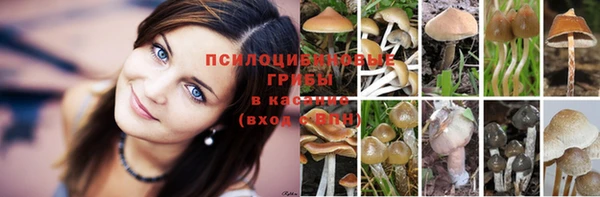 PSILOCYBIN Арсеньев